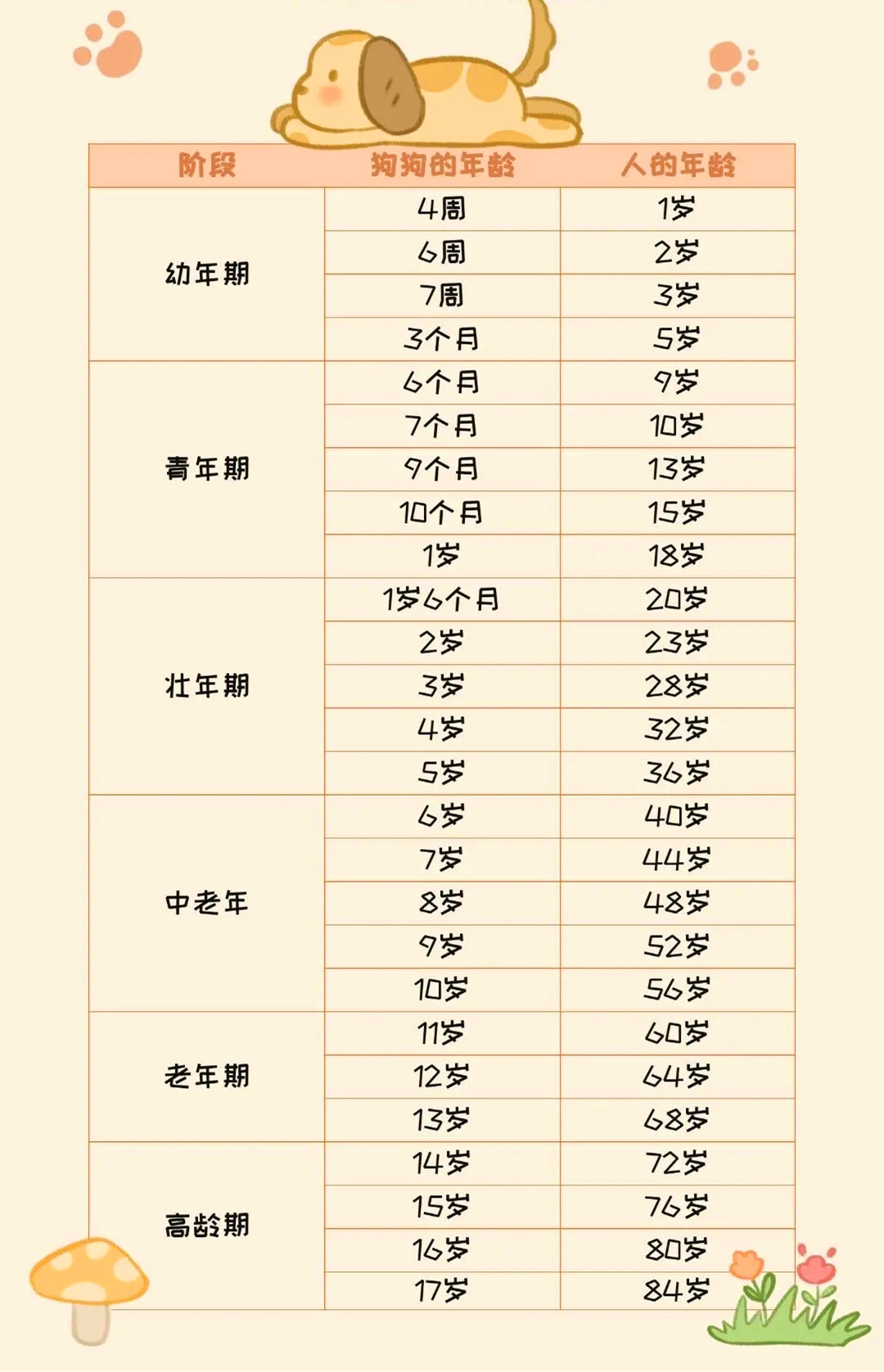 狗与人的年龄换算表