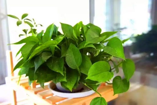 绿萝