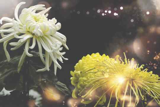 菊花